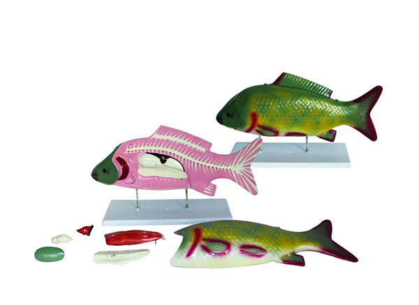 Mô hình giải phẫu cá 7 phần