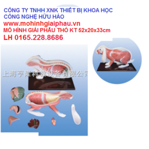 Mô hình giải phẫu cơ thể thỏ SMRL81