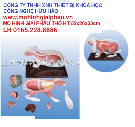 Mô hình giải phẫu cơ thể thỏ SMRL81