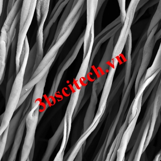 Sợi bông cotton dưới kính hiển vi