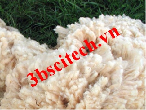Sợi len wool dưới kính hiển vi