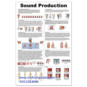 Tranh giải phẫu âm thanh sound production
