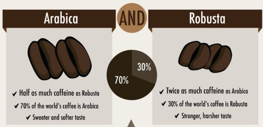 Sự khác nhau giữa Cà phê hạt Arabica và Robusta