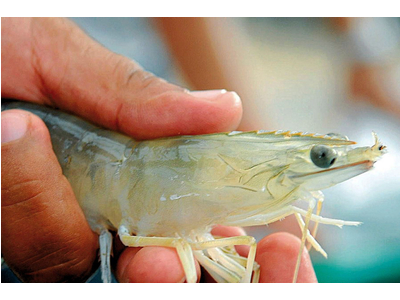 TĂNG KHẢ NĂNG ĐỀ KHÁNG CHO TÔM