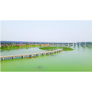 Tây Ninh: Điện mặt trời trên vùng bán ngập hồ Dầu Tiếng dần hiện hữu