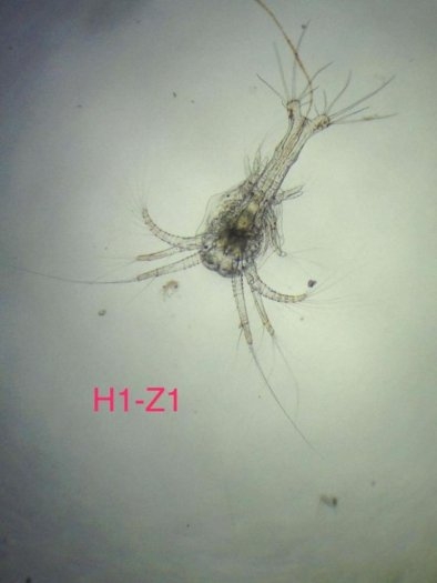 Kính hiển vi L500A