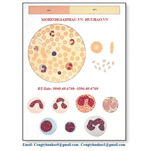 TRANH GIẢI PHẪU SINH LÝ MÁU VÀ TẾ BÀO MÁU