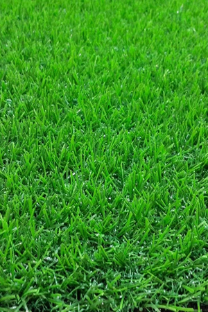 Thảm cỏ nhân tạo sân vườn cao 30mm loại CK-C3C5 HMO