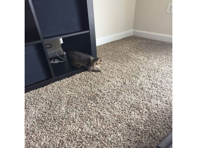 Thảm trải sàn cuộn lông xù màu trơn cao cấp sợi thẳng Cut Pile dày 10mm GOM-RAINBOWNPT HNM