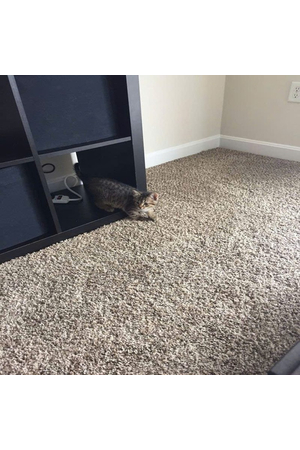 Thảm trải sàn cuộn lông xù màu trơn cao cấp sợi thẳng Cut Pile dày 10mm GOM-RAINBOWNPT HNM