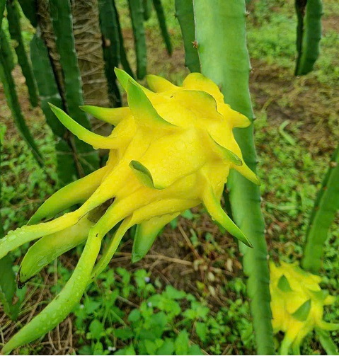 Thanh long da vàng chuyển đổi hữu cơ