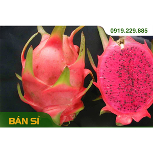 THANH LONG RUỘT ĐỎ Bình Thuận (sỉ 15kg)