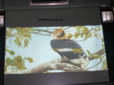 Máy Chiếu Cũ Promethean PRM-45A