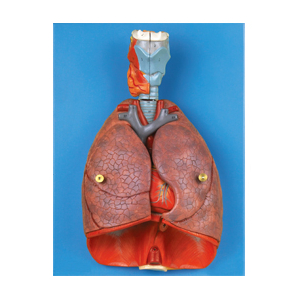 Thanh quản, Tim và Phổi