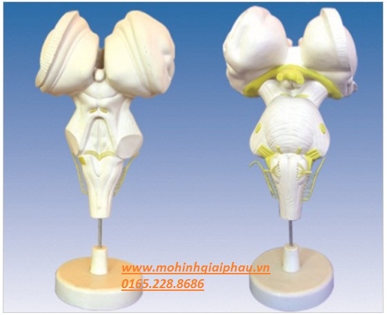 Mô hình thân não