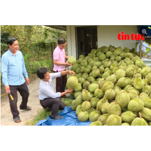 Thêm gần 1.000 mã số vùng trồng và cơ sở đóng gói sầu riêng Việt Nam được Trung Quốc phê duyệt