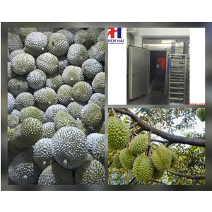 THI CÔNG HỆ THỐNG CẤP ĐÔNG NGUYÊN TRÁI SẦU RIÊNG TẠI GIA LAI