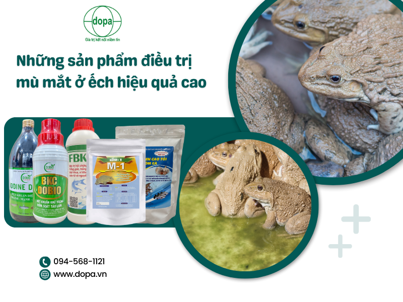 Bệnh mù mắt ở ếch: Nguyên nhân, triệu chứng và cách phòng trị