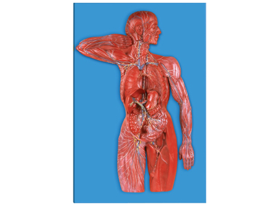 Mô hình hệ thống bạch huyết