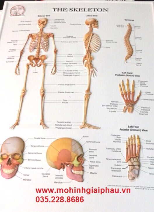 Tại sao mô hình bộ xương người 3D quan trọng trong giảng dạy y học?
