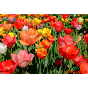 TRANH 3D HOA TULIP HTL147