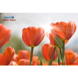 TRANH 3D HOA TULIP HTL157