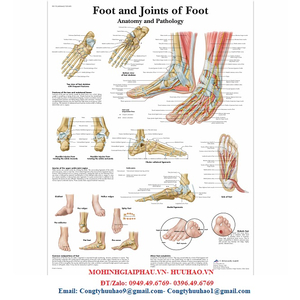 TRANH GIẢI PHẪU BÀN CHÂN VÀ KHỚP CHÂN 3B ĐỨC