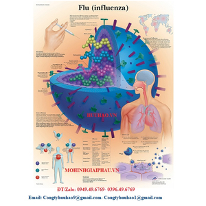 TRANH, BIỂU ĐỒ GIẢI PHẪU BỆNH CÚM