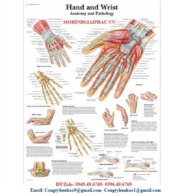 TRANH, BIỂU ĐỒ GIẢI PHẪU BÀN TAY VÀ CỔ TAY - GIẢI PHẪU, BỆNH LÝ