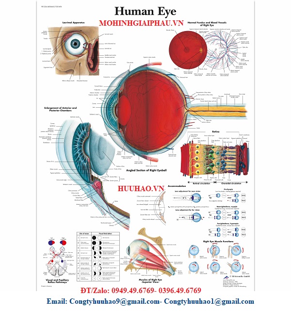 TRANH, BIỂU ĐỒ GIẢI PHẪU MẮT