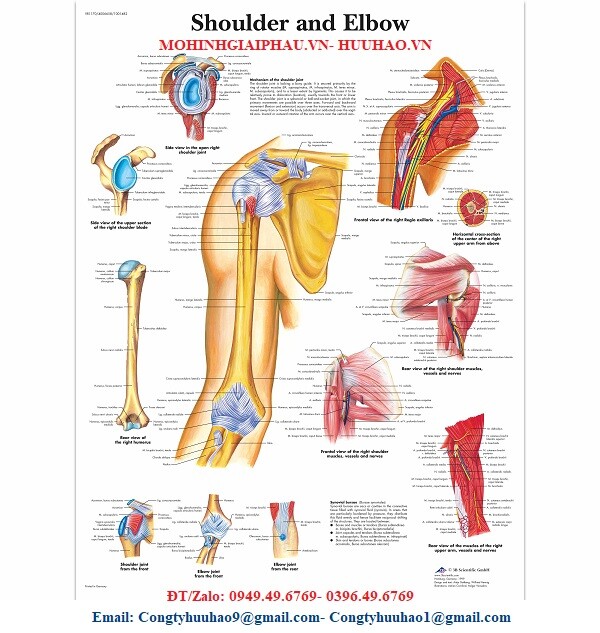 TRANH, BIỂU ĐỒ XƯƠNG KHỚP VAI VÀ KHUỶU TAY