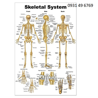 Tranh bộ xương người (Skeletal System)
