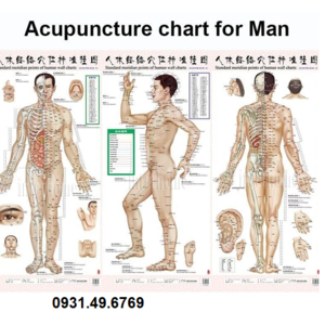TRANH CHÂM CỨU TOÀN THÂN NAM BỘ 3 TỜ