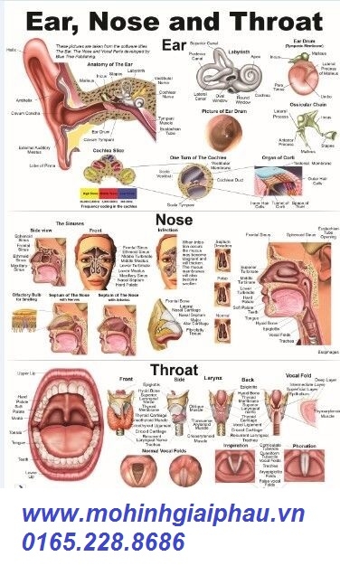 Tranh giải phẫu tai mũi họng