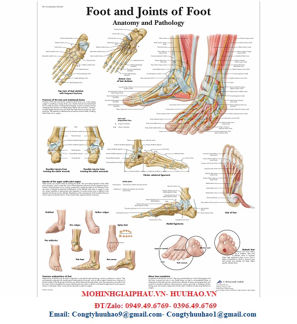 TRANH GIẢI PHẪU BÀN CHÂN VÀ KHỚP CHÂN 3B ĐỨC