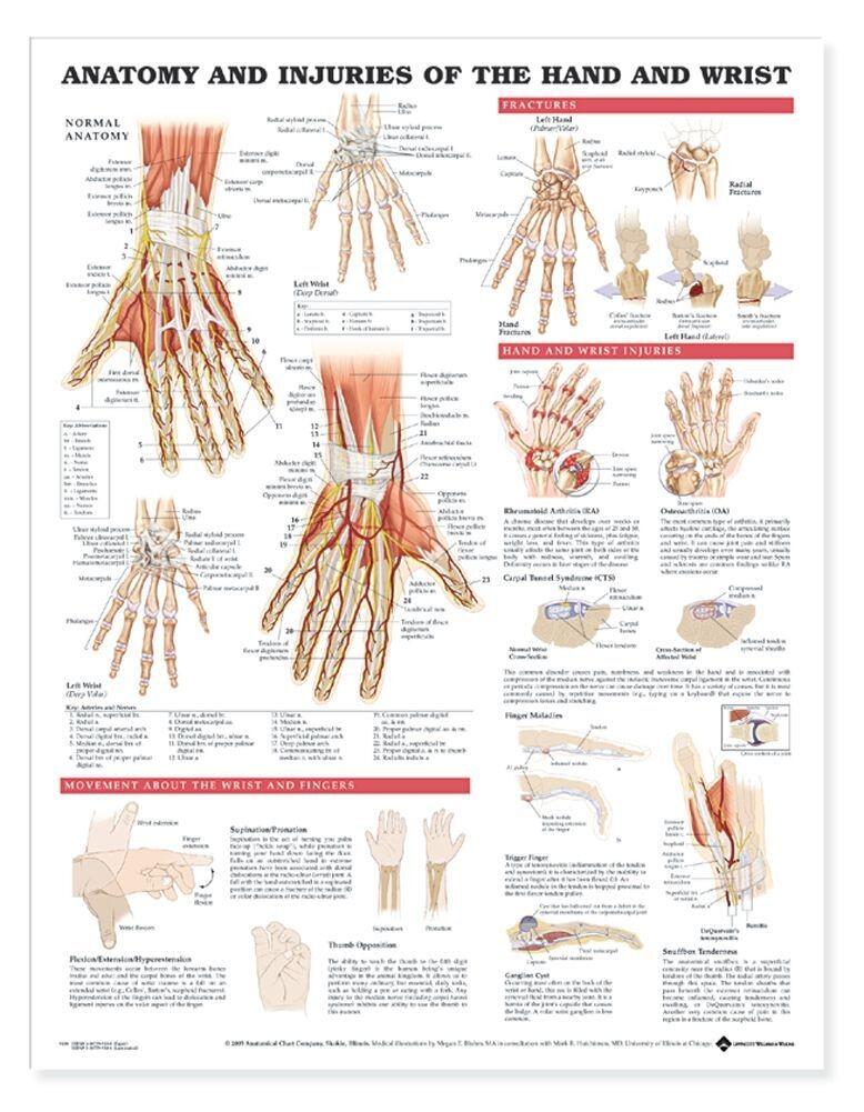Tranh giải phẫu và những chấn thương thường gặp của bàn tay và cổ tay