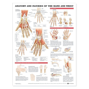 Tranh giải phẫu và những chấn thương thường gặp của bàn tay và cổ tay