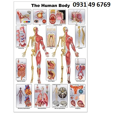 Tranh giải phẫu cơ thể người (The Human Body)