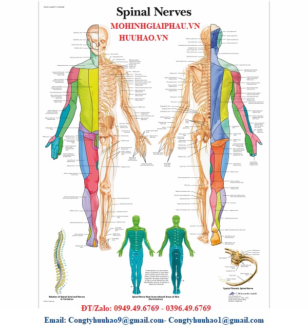 TRANH GIẢI PHẪU DÂY THẦN KINH CỘT SỐNG