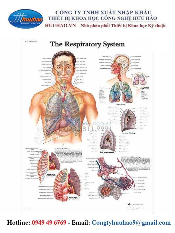 Tranh giải phẫu hệ hô hấp