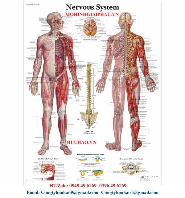 TRANH GIẢI PHẪU HỆ THẦN KINH 3B ĐỨC