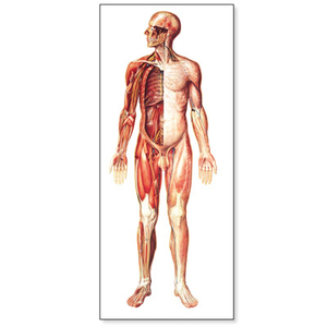 Tranh giải phẫu hệ thần kinh (mặt trước)