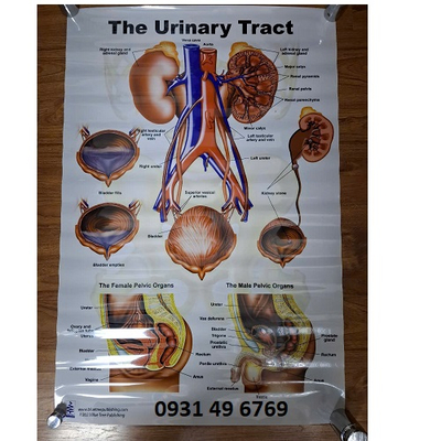 Tranh hệ tiết niệu (The urinary tract)