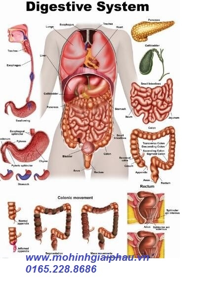 Tranh giải phẫu hệ tiêu hóa