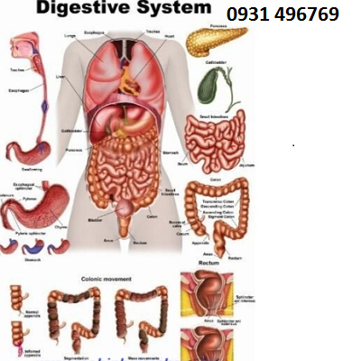 Tranh giải phẫu hệ tiêu hóa (Digestive system)