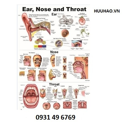 Tranh giải phẫu tai mũi họng (Ear, Nose and Throat)