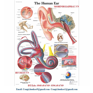 TRANH GIẢI PHẪU TAI (HỆ THÍNH GIÁC)