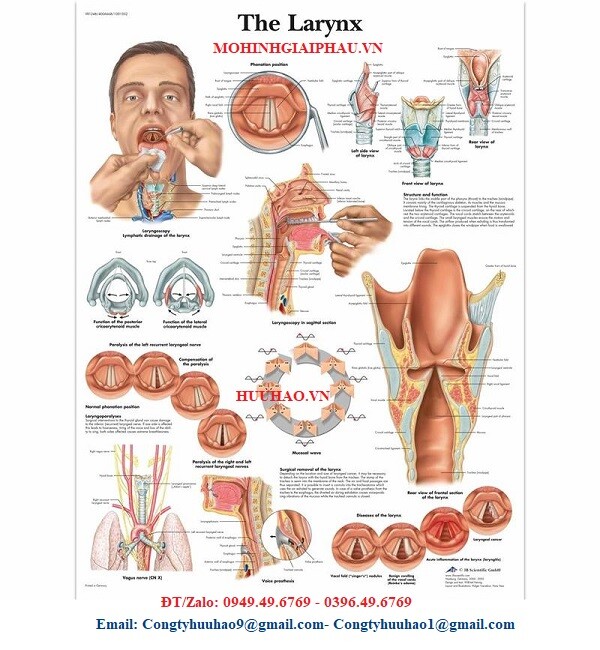 TRANH GIẢI PHẪU THANH QUẢN 3B ĐỨC