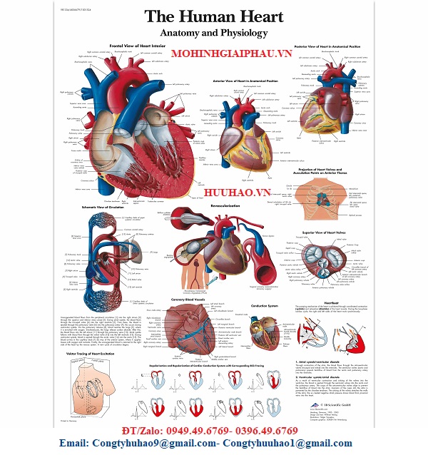 TRANH GIẢI PHẪU TIM 3B ĐỨC
