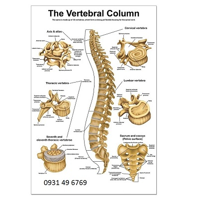 Tranh giải phẫu xương cột sống (The Vertebral Column)